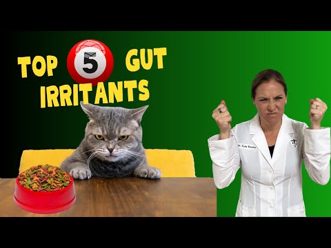 Top 5 Gut Health Irritants For Cats with Dr. Katie Woodley - Holistic Veterinarian