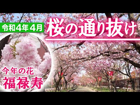 【おうちで通り抜け】令和4年造幣局「桜の通り抜け」（2022年4月撮影）