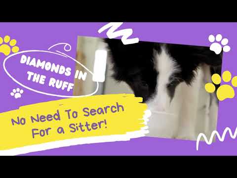 Struggling to find a Pet Sitter? Call Diamonds in the Ruff Pet Boarding