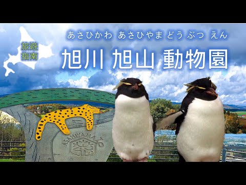 北海道旭山動物園 / 餵食秀全攻略 / 日本自由行7