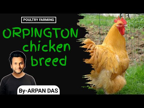 Orpington Chicken Breed l #poultry by ecohill agri l #poultryfarming #livestock