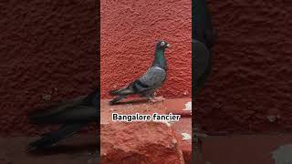 Bangalore fancier #music #kabootar #kabutar #pigeonfan #pigeonloves #shootingtime#followme