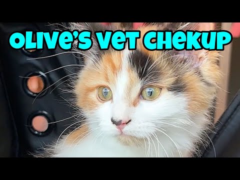 My Kitten Goes To The Vet For Her First Checkup