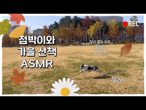 이어폰 꽂고 들으세요 #산책asmr #asmr