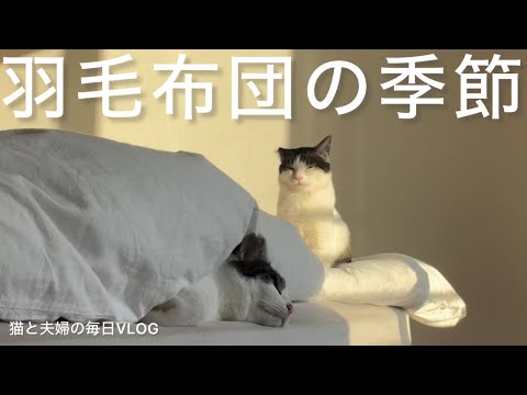 猫と夫婦の毎日VLOG#481 今年も羽毛布団の季節