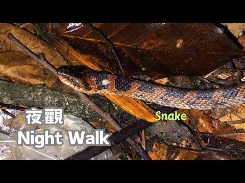 Night Walk | Snake and Beetle