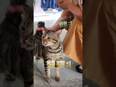 快来接福啊！大年初一招财猫帮你"兔"旧迎新！