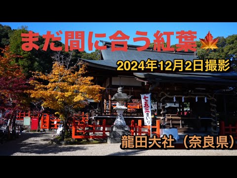 【まだ間に合う関西紅葉🍁】龍田大社（奈良県）龍田風神と呼ばれる風の神を祀る式内社　#なら#旅行 #神社