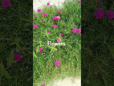 10oclock #shortvideo #youtube #viral #garden #flowers #nature