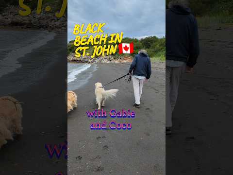 Trip to St. John the Black beach with Gabie and Coco #short #dogs #DogTravel