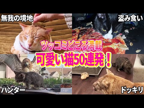 ツッコミどころ満載な可愛い猫動画集！パート3【かわいい猫50連発！】