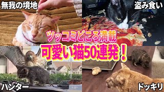 ツッコミどころ満載な可愛い猫動画集！パート3【かわいい猫50連発！】