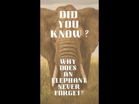 Did you know   Elephant Memory #shorts