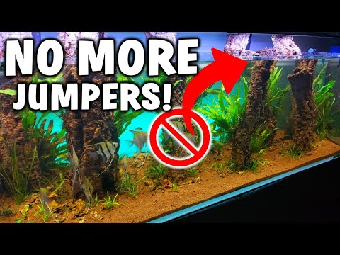 ORGANIC Fish Tank Lid? - BEST Tips To Stop Fish From Jumping Out!