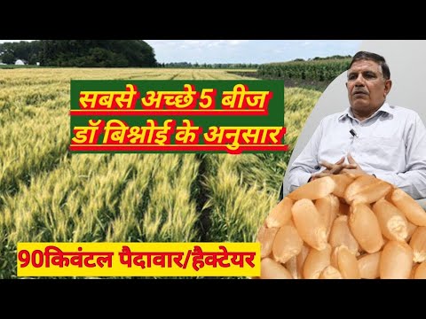 गेहूं के 5 सबसे अच्छे बीज // gehun ka 5 sabse achhi kism // 5 Top Verity of wheat