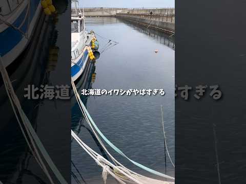 北海道のイワシがヤバすぎる…in余市