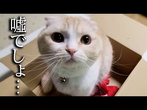 犬を預ける朝の様子...