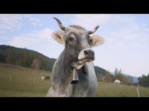 STEYR, worauf du dich verlassen kannst