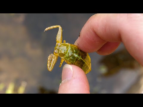 幻の昆虫 タガメのいる水路探し