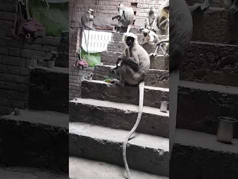 जय हनुमान ज्ञान गुण सागर जय कपीस तिहुं लोक उजागर #viral #monkey #funny #bhajan