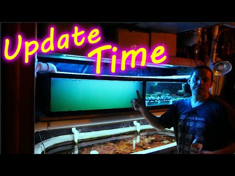 Reef Flux Fluconazole Mid-Treatment and Tank Update (Reef Vlog)