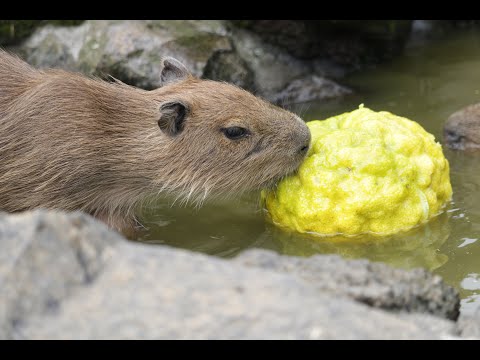 泳いでかじって鬼ゆず風呂 伊豆シャボテン動物公園 元祖カピバラの露天風呂