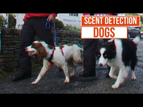 Eddie and Keela, The Dogs that searched for Madeleine McCann | Send in the Dogs | TCC