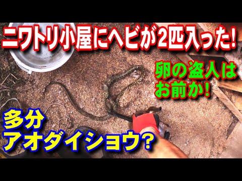 【ヘビ】ニワトリ小屋にヘビが！2匹も！卵狙いか！