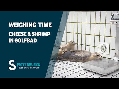 Weighing Cheese and Shrimp in Golfbad 🦭⚖️