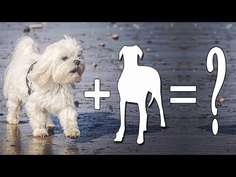 Top 10 Gorgeous Maltese Mixes Dog Breeds / Maltese Mix