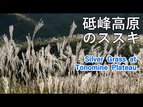 Silver Grass in Tonomine Plateau, Hyogo Prefecture, Japan [ 4K ]