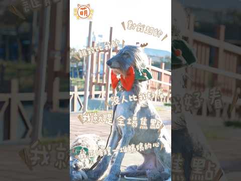 阿富汗獵犬們一字排開 威風凜凜 全場焦點😎【 萌寵明星粗乃玩 】#阿富汗獵犬 #大型犬 #聖誕節 #聖誕快樂 #威風 #焦點 #shorts @haveapetday