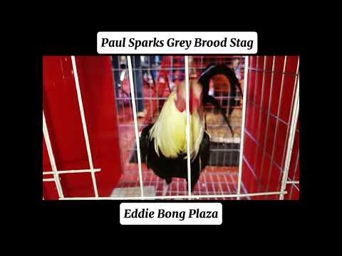 Eddie Bong Plaza | Paul Sparks Grey Brood Stag #shorts  #subscribe