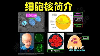 细胞核简介：从DNA 到染色体，核膜变形与早年衰老综合症