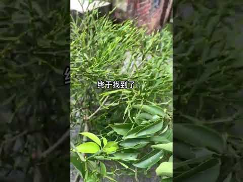 一日一植物 有认识的吗