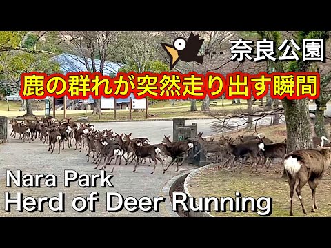 鹿の大移動！一斉に走り出す 奈良公園Deer Running in Nara Park, Japan