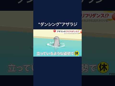 直立！ダンシングアザラシが人気　北海道・おたる水族館 #shorts #kawaii #動物