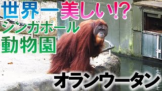 世界一美しい！？シンガポール動物園／超人気オランウータン【世界ＺＯＯ旅行】