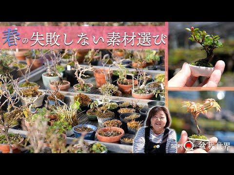 [Beginner] Choosing spring bonsai materials that will not fail [Bonsai Q x Bonsai World]