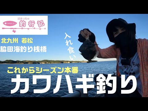 カワハギシーズン到来　脇田海釣り桟橋は入れ食いだよ！