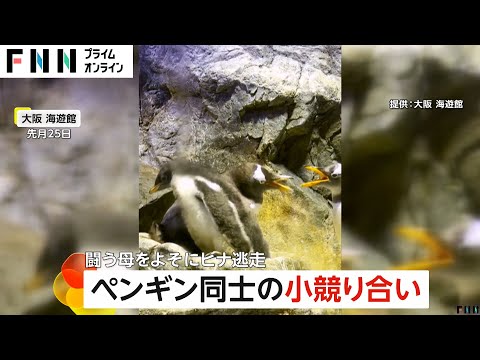 「ヒナ見せて！」ちょっかい出すおじさんペンギンと母ペンギンがバトルもヒナ逃走　大阪・海遊館