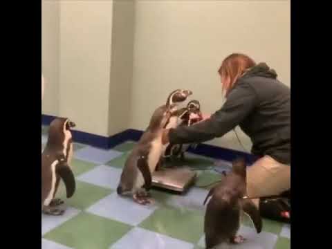 🐧ペンギンの体重を量る...😅