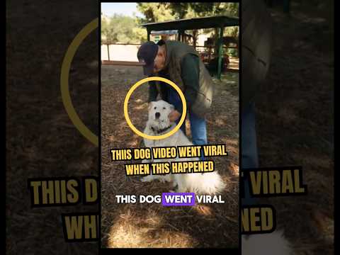 This Dog Went Viral #shorts #youtubeshorts #dog #doglover #trending #foryou