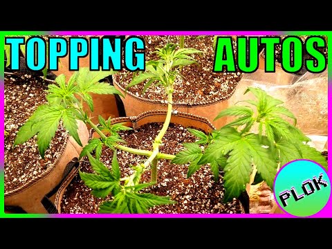 Can You Top Auto-flowers? Lets Find Out! - Autoflower Topping Experiment Week 2: Training Begins