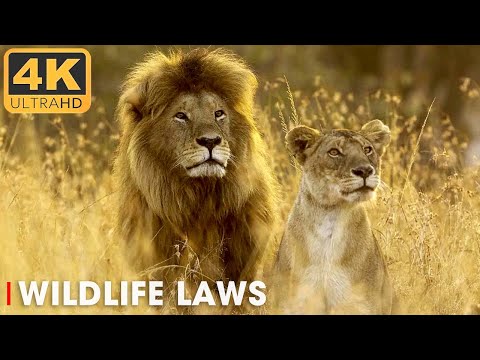 WILDLIFE LAWS | The Better Hunter Wins | 4K Nature Animal Documentary