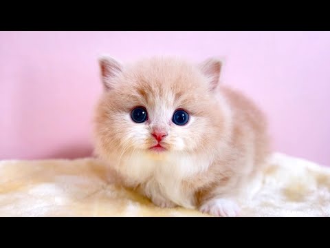 【マンチカンの子猫】家族で遊べて一番楽しんでるのはママな件 ～猫のいる生活Vol.996～出産動画 マンチカン短足・ミヌエット・ペルシャ猫専門ブリーダー『ペット蔵人』【子猫の成長記録】