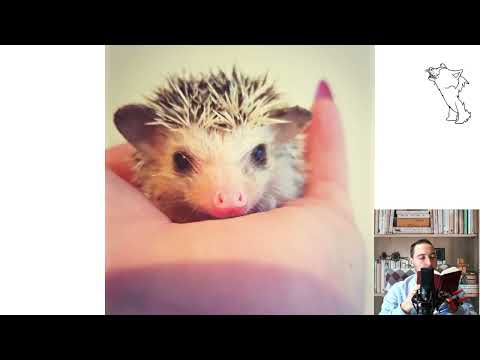 Long eared hedgehog. Pros and Cons, Price, How to choose, Facts, Care, History