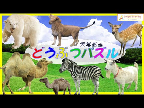 [Japanese] Animal puzzles & live-action videos 12 ②　Flashcard videos Educational video for toddler