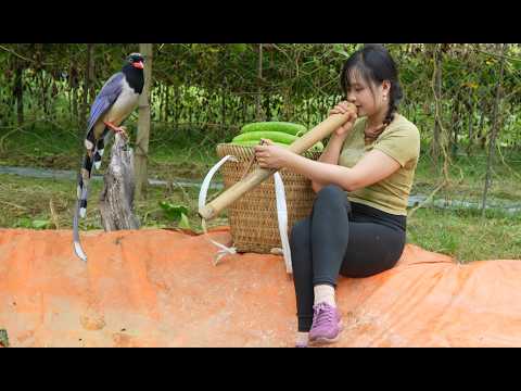 Gourd fields, harvesting gourds for sale and boiling taro to enjoy with the little bird