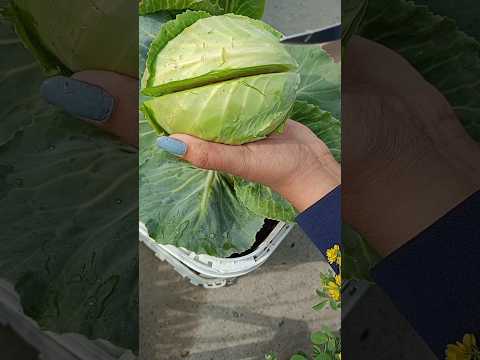 harvesting organic cabbage from my terrace garden #gardening #terracegarden #organic